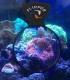 Flipper Deepsee Aquarium Magnifying Glass 