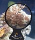 Flipper Deepsee Aquarium Magnifying Glass 