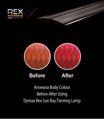 Dymax Rex Sunray Arowana Tanning Lamp 120cm