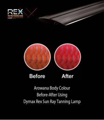 Dymax Rex Sunray Arowana Tanning Lamp 90cm