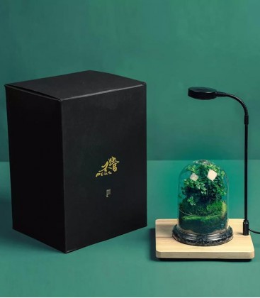 BG Plus Terrarium Kit - plants desktop display tank