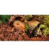 REPTIZOO Pine Bark natural wood floor cover - reptile terrarium substrate