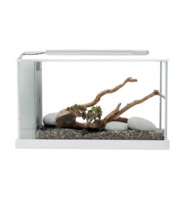 Fluval Spec V White 19L Glass Aquarium (10518) compact desktop fish tank