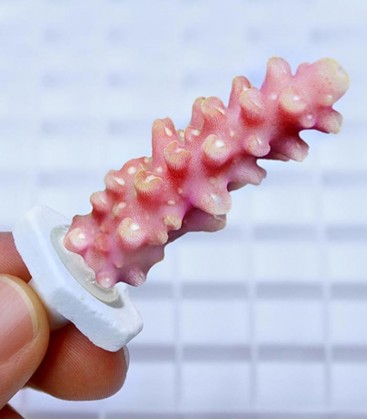 Seachem Coral Plugs Lg Large (SC-1507)