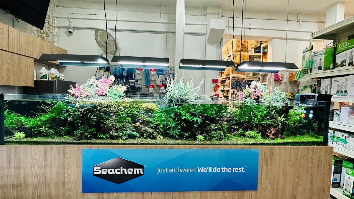 aquarium scaping with seachem