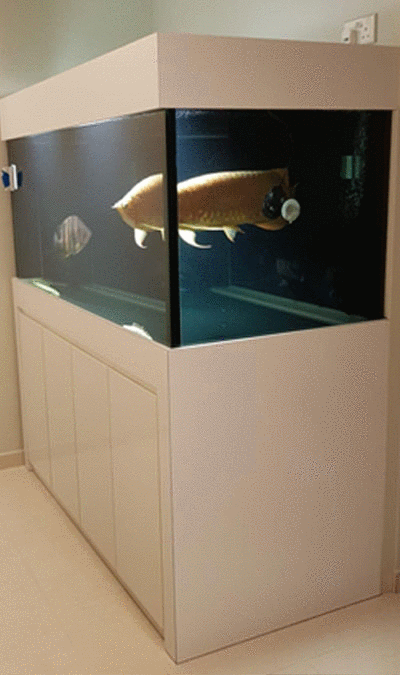 second hand arowana tank 6 feet n30 aquarium