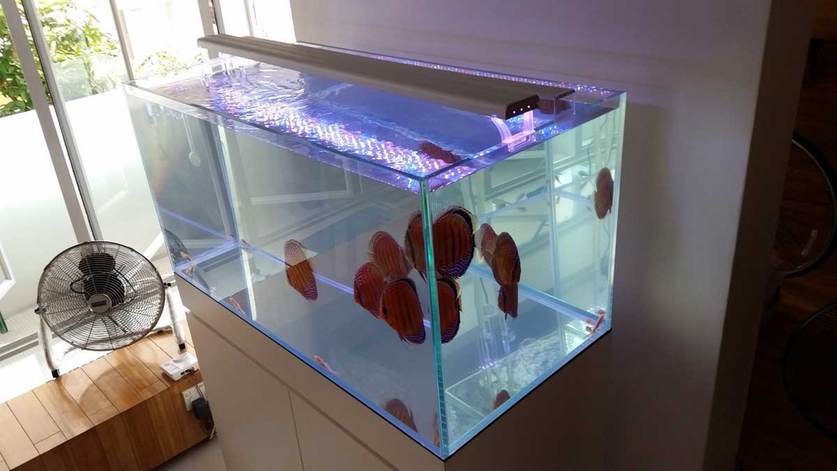 4 Feet Tanks Custommade 4ft Aquarium N30 Tank