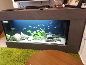 6 Feet Tanks 6ft ADA style Aquarium  with Cabinet  N30 Tank