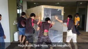 Mega Acrylic Tank Moved In (at new office)