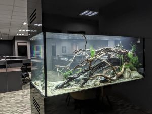 FH-015: This 6-feet full-height aquarium, custom-made by N30 Tank for the company, enhances the interior decor and serves as a partition for a private meeting space.