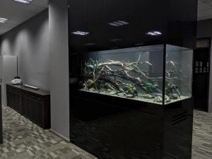 FH-017: This 6-feet full-height aquarium, custom-made by N30 Tank for the company, enhances the interior decor and serves as a partition for a private meeting space.