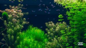 Array of lush green plants in aquarium fish tank maintained by N30 Singapore