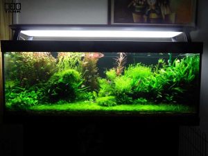 Aquarium Maintenance Service Singapore: Keep Your Fish Tank in Top  Condition! - Kaizenaire