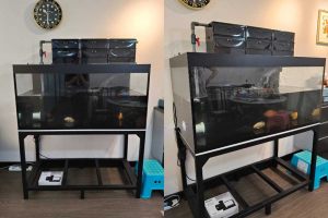 MT-846: New N30 tank 422 with overhead filter and mild steel stand