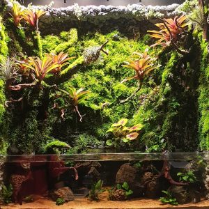 PV-007: Paludarium & Vivarium setup and maintenance - N30 Tank