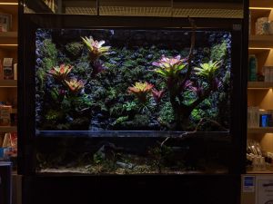 PV-017: Paludarium & Vivarium setup and maintenance - N30 Tank