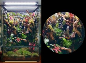 Vivarium-001: Custom-made vivarium with scaping. Project by N30 Tank.