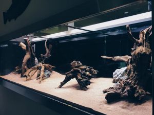 Aquarium Scaping: Let N30 transform your aquarium into a beautiful sight with landscaping and sandscaping works.