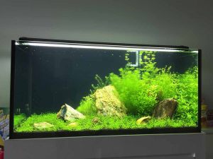 scaping-001 - New 4ft Planted Tank setup done by N30 Tank