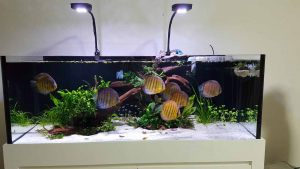 scaping-003 - Tank 15mm all 5ft x 2ft x 20