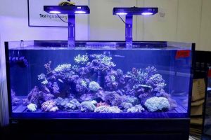 scaping-009: Aquarium scaping service by N30 Tank