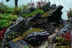 scaping-010: Aquar scaping by N30 Tank