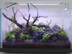 scaping-015: 36cm planted tank scape by N30 Tank