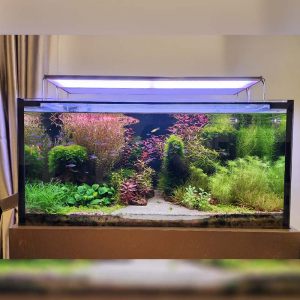 scaping-017: Aquascaping Service by N30 Tank
