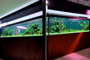 scaping-019: Aquascaping by N30 Tank