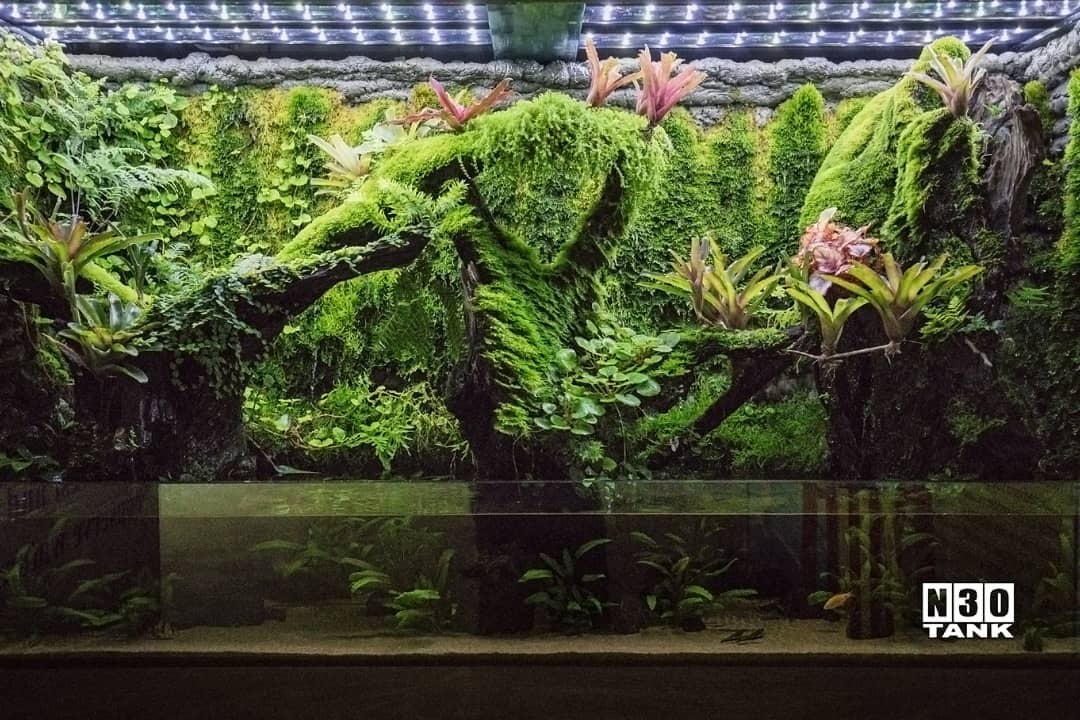 Aquarium Scaping Singapore Aquascaping Service for Home & Office