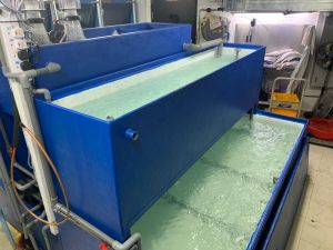 Multi-Tier Seafood Fiber Glass Tank - Built by N30 Tank