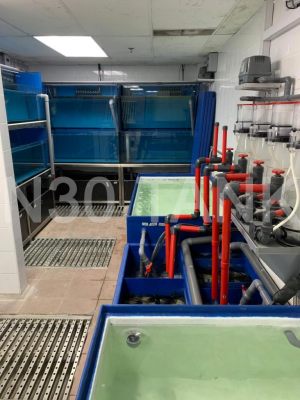 Protein Skimmer Filtration System for Seafood Tank custom-built by N30 Tank