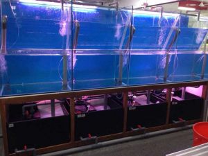 Restaurant Seafood Tank custom made by N30 Tank