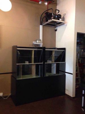 Restaurant Seafood Tank custom made by N30 Tank