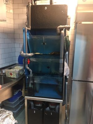 3-tier Seafood Tank in Jewel Changi Airport restaurant. Custom-made by N30 Singapore.