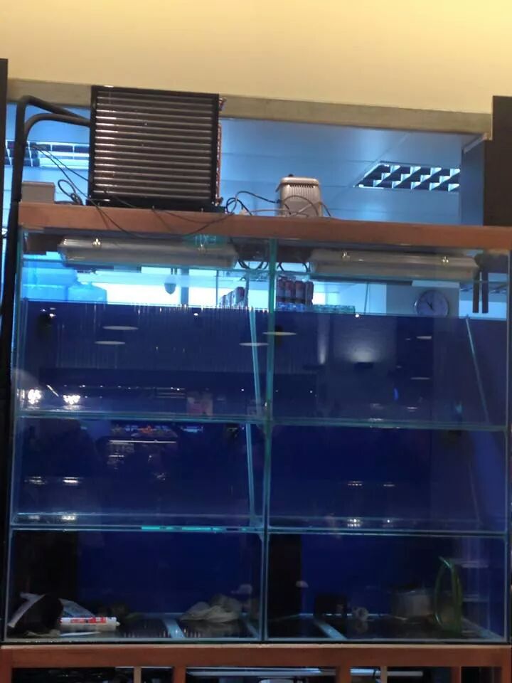 Seafood Tanks, CustomMade Seafood Aquarium in Restaurant N30 Tank