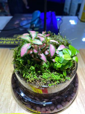 Mini-Terrarium-001: Terrarium bowl with fresh, thriving plants.