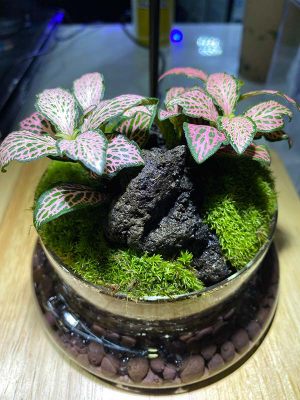Mini-Terrarium-002: Terrarium in a bowl with plant and rock scaping.