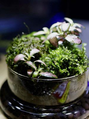 Mini-Terrarium-003: Terrarium Bowl