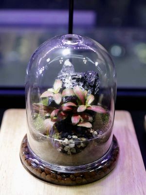 Mini-Terrarium-004: Terrarium in Glass Dome Jar