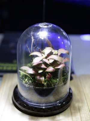 Mini-Terrarium-005: Ready-made Dome Terrarium