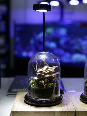 Mini-Terrarium-007: Dome glass jar terrarium with plants.