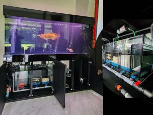 Unique-026: 7ft x 3ft x 3ft 15mm all arowana tank set with overflow to sump